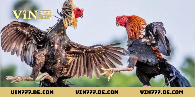 Tìm hiểu khái niệm 80 màu mạng gà đá