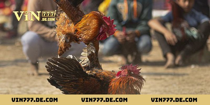 Ứng dụng 80 màu mạng gà đá vào thực tế để tăng tỷ lệ thắng