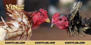 Bí Kíp Xem Ngày Gà Đá