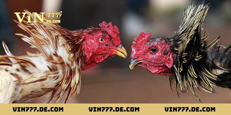 Bí Kíp Xem Ngày Gà Đá