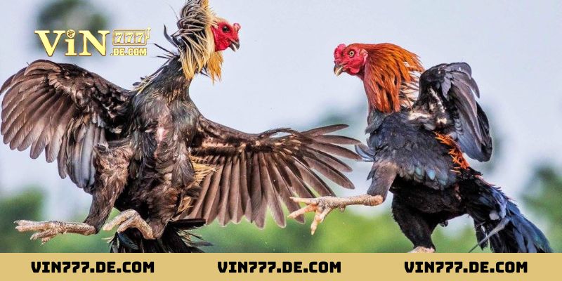 Vì sao phải áp dụng bí kíp xem ngày gà đá tại nhà cái Vin777