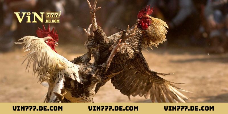 Giới thiệu sơ lược về đá gà WS 168